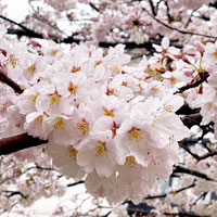 さまざまなこと思い出す桜かな。

広島市では桜が満開ですが皆様のお住いの地域も満開ですか？

春をテーマにした作品を集めてみましたのでよかったら演奏してみてください！
