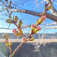 【さくら開花】
全国各地で桜の開花宣言が発表され始めてますね！
桜といえば、「さくらのうた」
ソロからアンサンブル・小編成・大編成までいろんな編成で楽しめます。